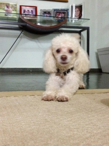 Cirurgião dentista oferece recompensa a quem encontrar poodle desaparecido