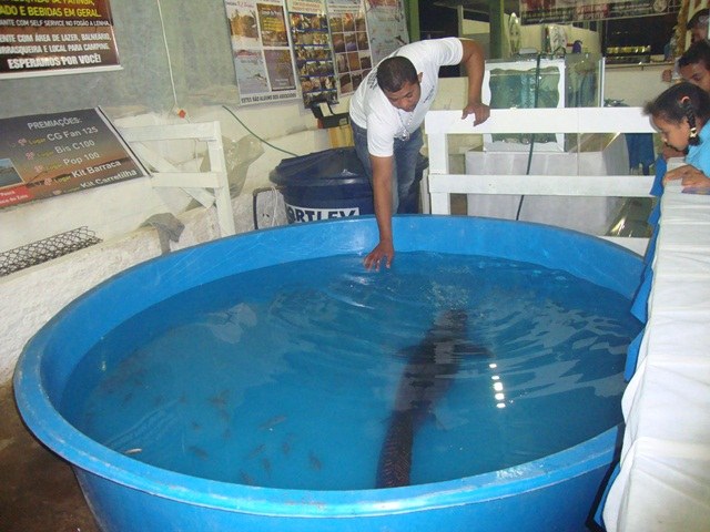 Expovil: Peixe de 85 Kg é atração no estande da Semagri