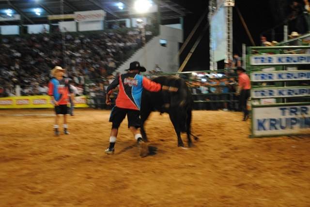 Sem medo de levar chifre, salva vidas de rodeio desafiam os touros na Expovil