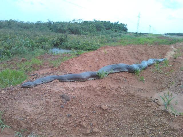 Professor da Unir consegue fotografar sucuri gigante às margens de BR em Vilhena