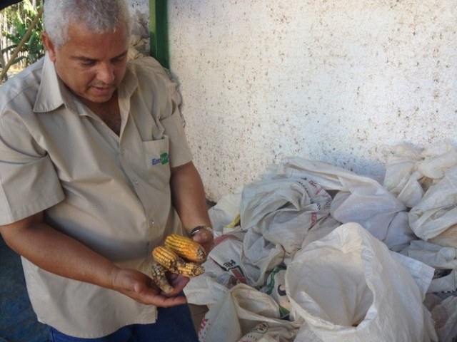 Chuvas que atingiram lavouras fazem preço do milho despencar 60% em Vilhena