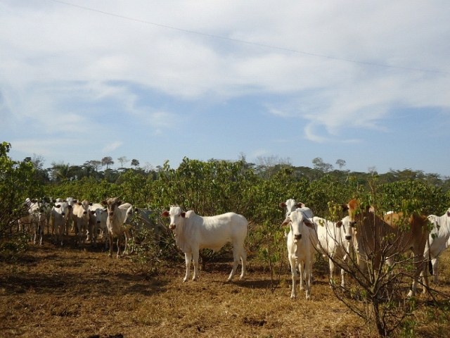 Corumbiara: crise do urucum desanima produtores e alguns já falam em desistir