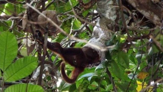 COBRA ENGOLE MACACO