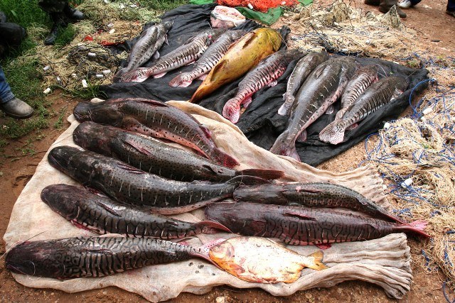 Pescador com espécies abaixo da medida é preso em flagrante em Pimenteiras