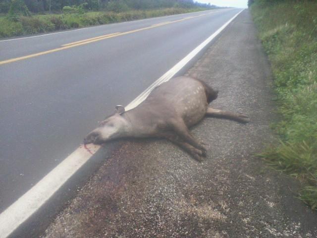 Animais silvestres atropelados em rodovias viram tragédia ambiental no Cone Sul