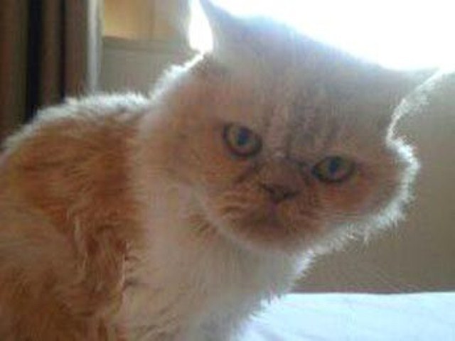 GATO HERÓI