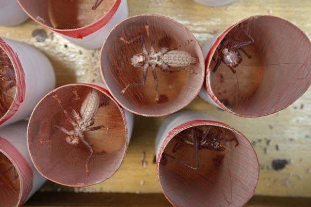 BICHINHOS ESPECIAIS