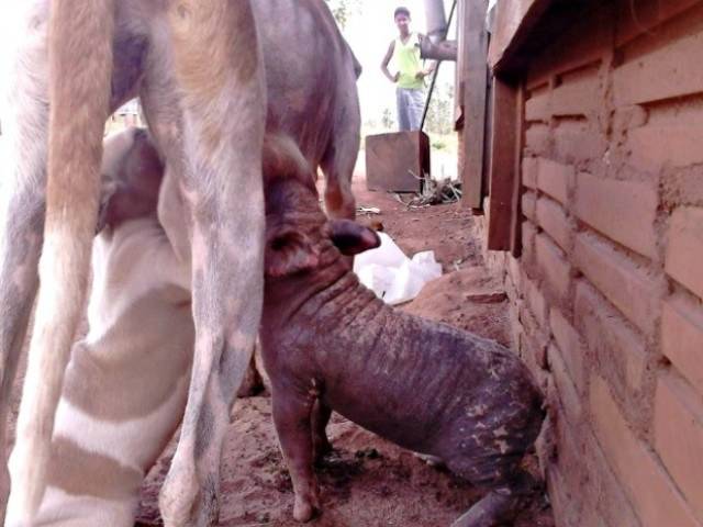 Em Corumbiara, leitozinho “adotado” disputa leite com filhotes de cachorrinha