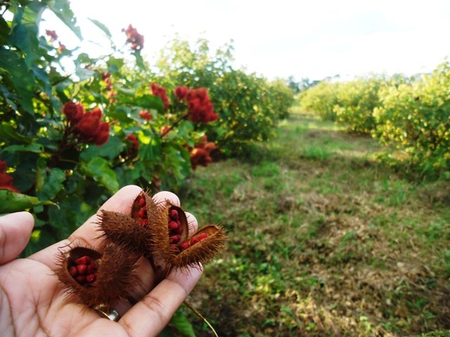 Em ano de safra ruim, urucum produzido em Corumbiara atinge preço histórico