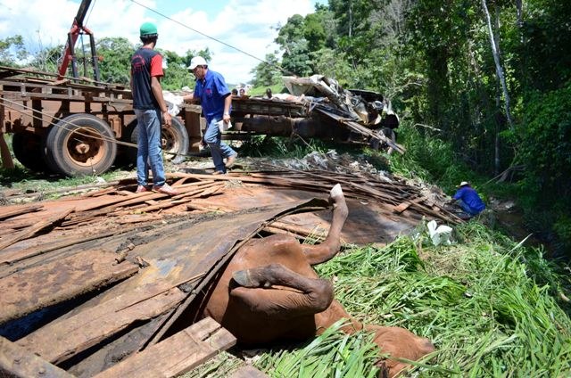 Mais informações sobre o acidente desta manhã na BR-435 com caminhão boiadeiro
