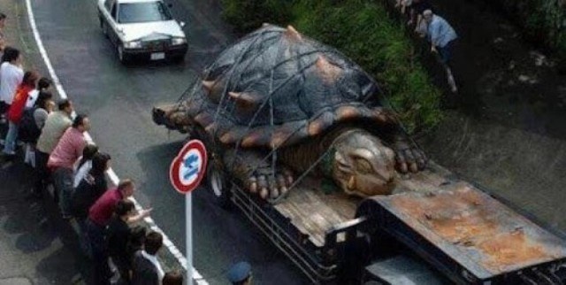 QUELÔNIO GIGANTE