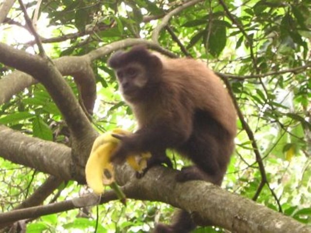 MENINO DE 4 ANOS É ATACADO POR MACACO-PREGO EM CHÁCARA
