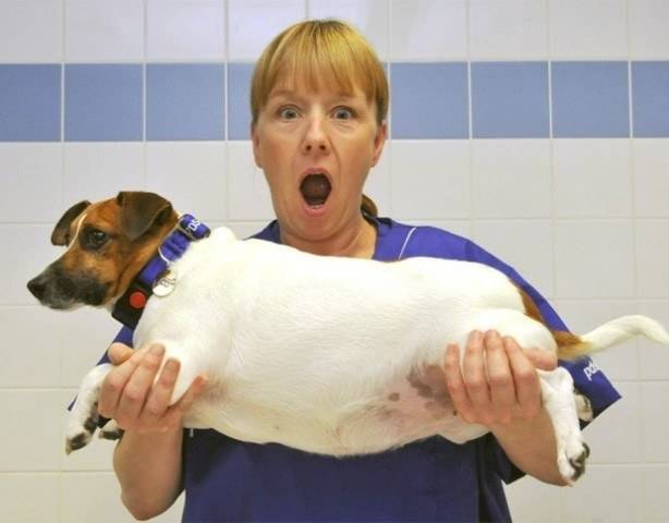 DIETA CANINA