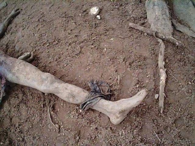 SUSPEITA DE ZOOFILIA