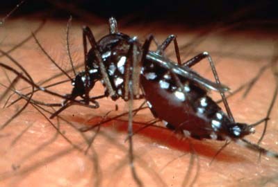 EPIDEMIA DE DENGUE: VILHENA ENTRE AS CAMPEÃS