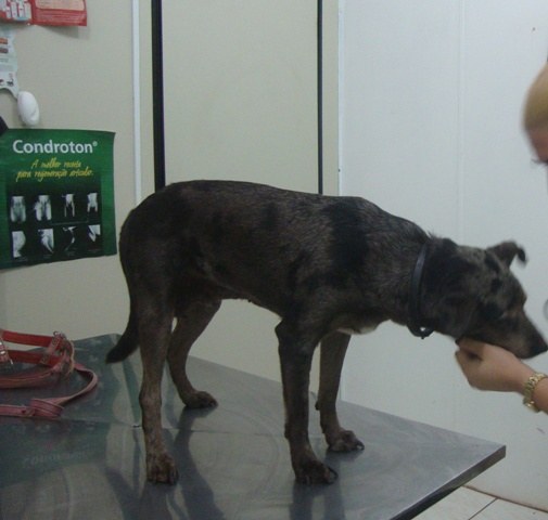 Em ataques covardes, cães têm sido envenenados em vários bairros de Vilhena