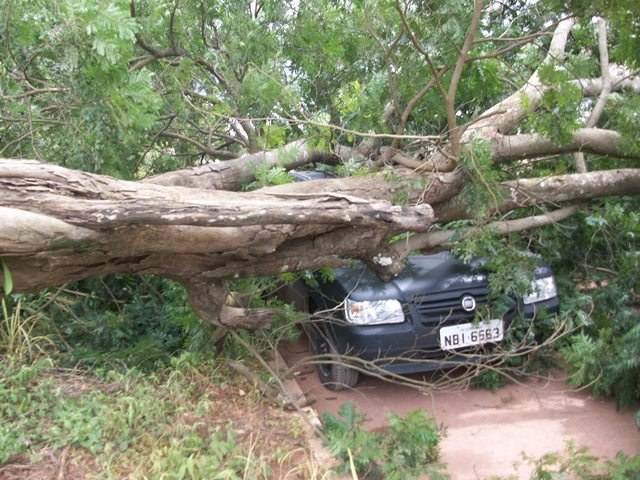 Cerejeiras: dona de carro atingido por árvore mantém processo contra prefeitura