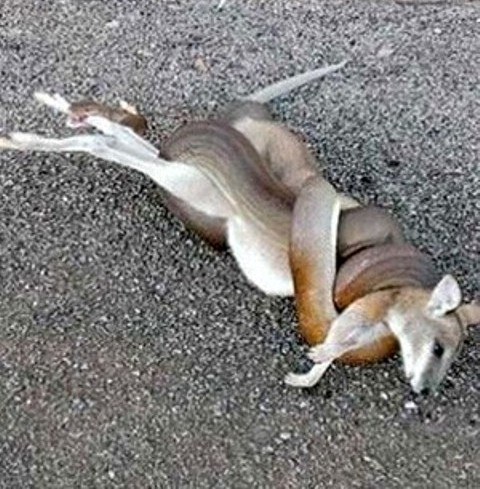 MARSUPIAL EM APUROS