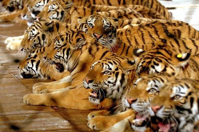 FESTA DO TIGRE