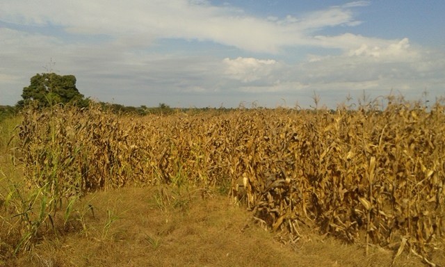 Agricultores reclamam do avanço dos “porcões” em lavouras de milho no Cone Sul