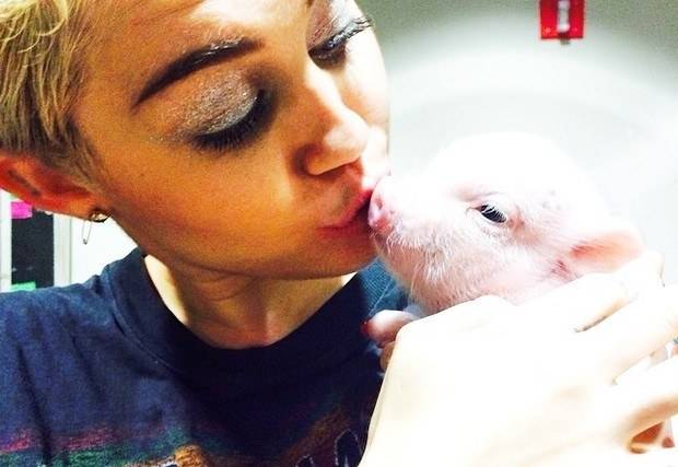 Miley Cyrus dá selinho em porco