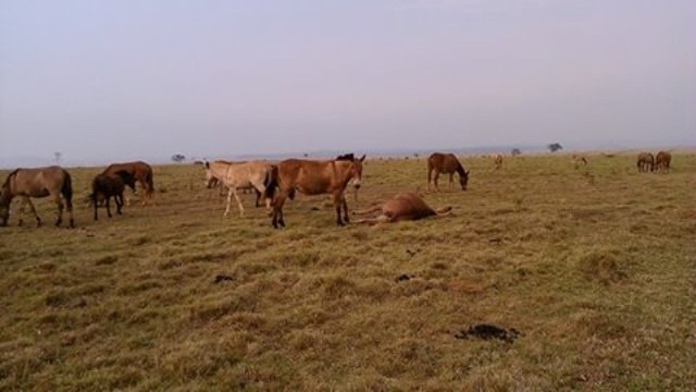 Quatro meses após matar homem, raio atinge burro em fazenda no Cone Sul