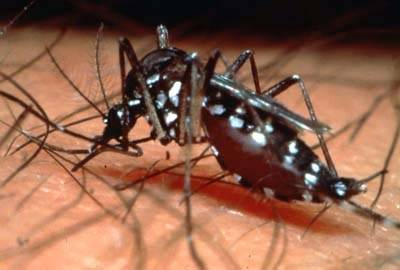 DENGUE MATA 9 EM RONDÔNIA