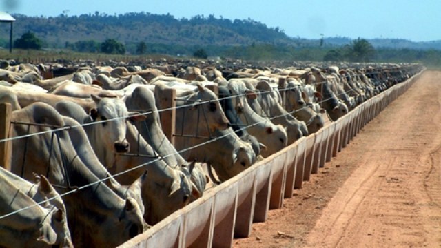 Jornal paulista destaca: em Rondônia, pecuária supera atividade madeireira