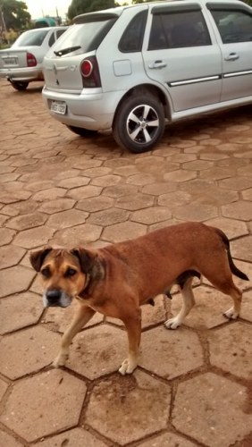 Mistério: cachorra sem dono vira atração no Hospital Regional de Vilhena