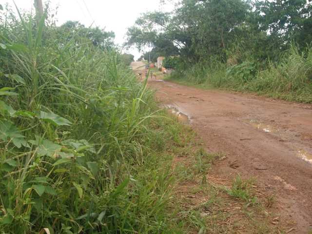 MATAGAL INVADE RUA, COBRA ASSUSTA MORADORES E ANIMAIS SÃO ATACADOS