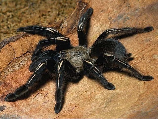 Homem tenta matar aranha e vai parar na UTI do Hospital Regional de Vilhena