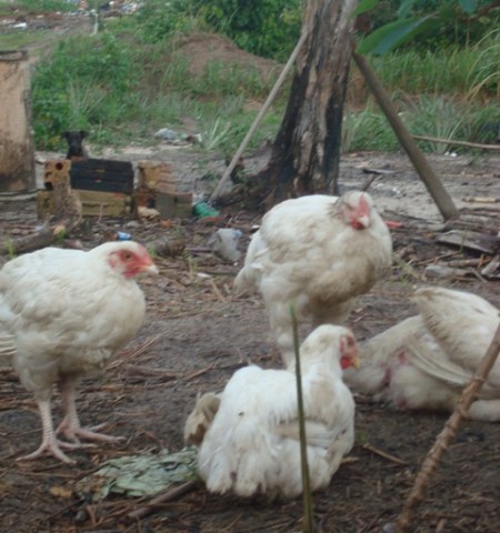 GALINHAS VIVAS ATRAPALHAM PREPARO DE MERENDA NAS ESCOLAS VILHENENSES