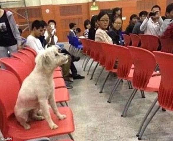 CÃO UNIVERSITÁRIO