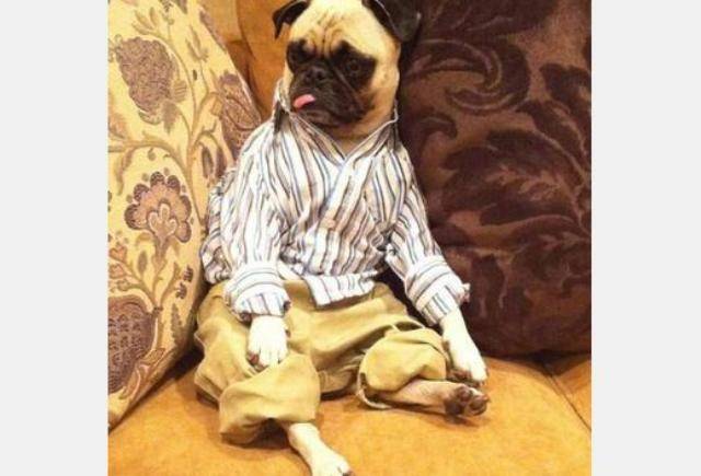 PUG FASHION