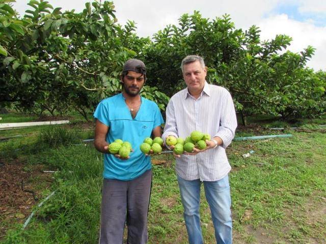 Vilhenense dá exemplo produzindo safras recordes de goiaba em chácara