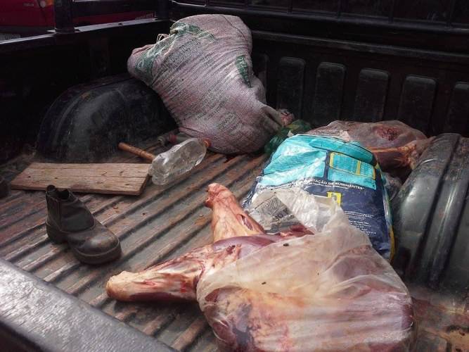 Pai e filho são presos em Vilhena transportando anta morta em picape