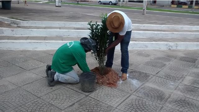 Em Vilhena, vândalos roubam plantas em avenida e impedem embelezamento