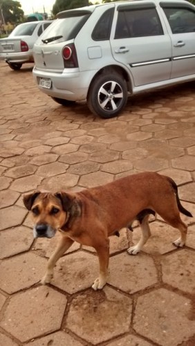 Impressionante: HR atende mais de uma pessoa por dia atacada por animais