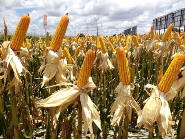 Crédito rural ajuda agricultores em Rondônia, mas “mutretas” ainda persistem