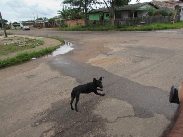 Três vereadores apresentam propostas para tirar animais das ruas em Vilhena