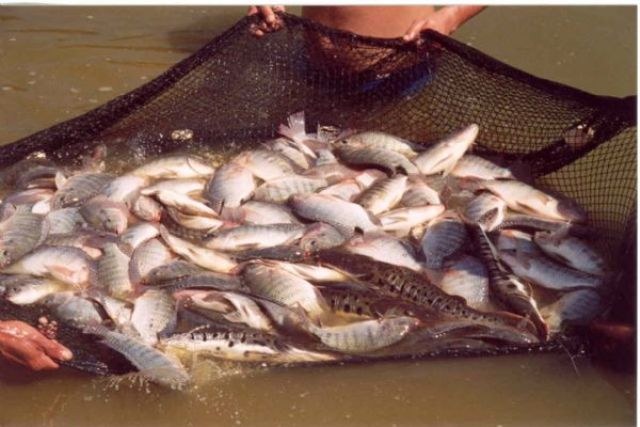 Não falta mais nada em Vilhena: bandidos agora roubam peixes em chácara