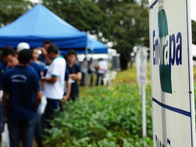 Safrinha: produtores do Cone Sul apostam em cultivares precoces de soja