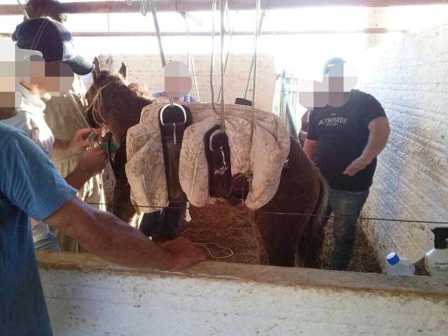 Colorado: equipamento de hospital público é usado para fazer raio-X em mula