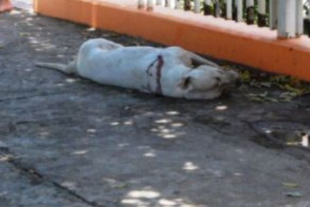 Pit bulls provocam pânico em Vilhena e um é abatido a tiros ao tentar atacar PM