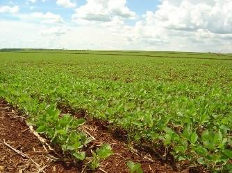 MORATÓRIA DA SOJA DA AMAZÔNIA NÃO É CUMPRIDA