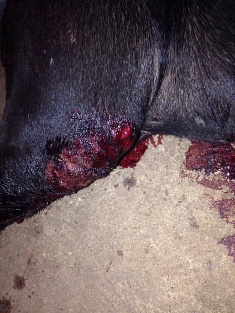Policial atira em pit bull após animal atacar entregador de panfletos em Vilhena