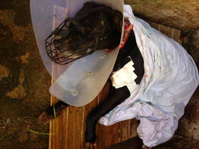 Responsável por pit bull que atacou homem em Vilhena desmente maus tratos