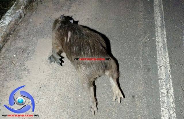 Inusitado: em cidade de RO, homem morre após atropelar capivara em rodovia
