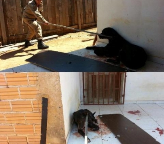 Pit bull que atacou entregador de panfletos em Vilhena é sacrificado a pedido do dono