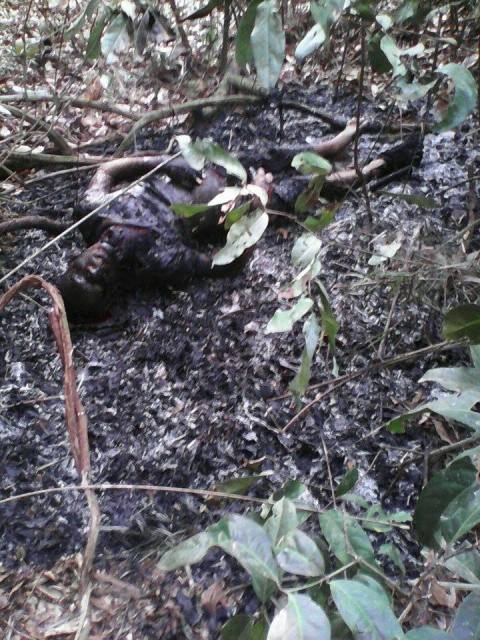 CHOCANTE! Corpo de homem degolado e carbonizado é encontrado em Vilhena